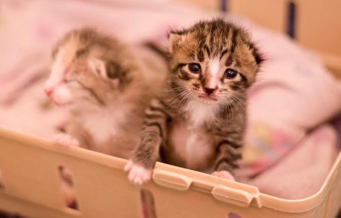 How to Keep newborn Kittens Warm