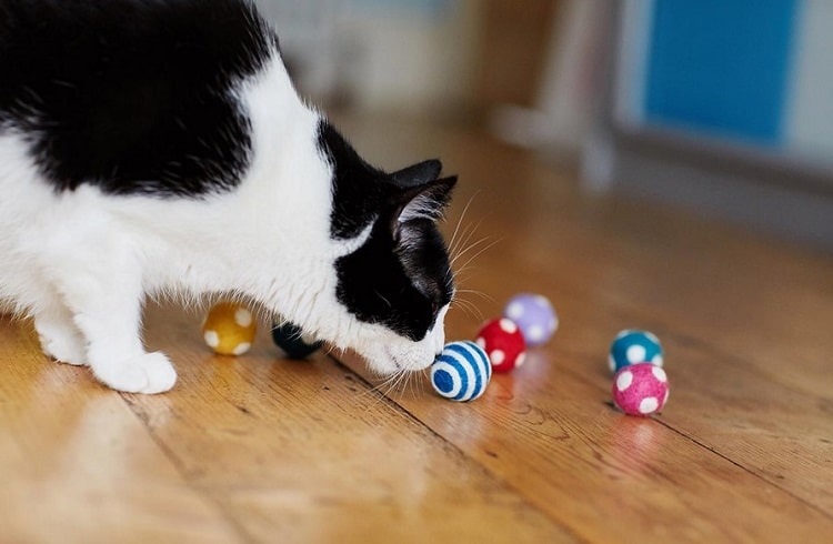 DIY cat toys