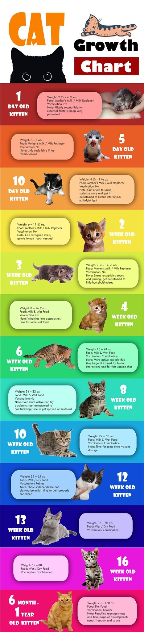 Kitten Cat Growth Chart infographic by Age, Weight and Food