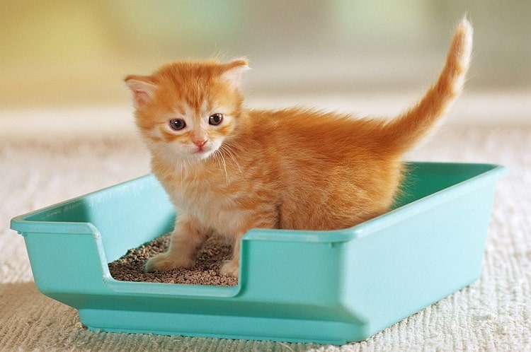 Top cat litter box