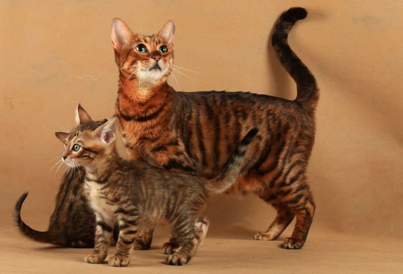 What is a Toyger Cat