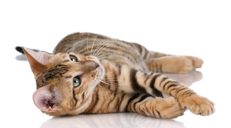 What is a Toyger cat