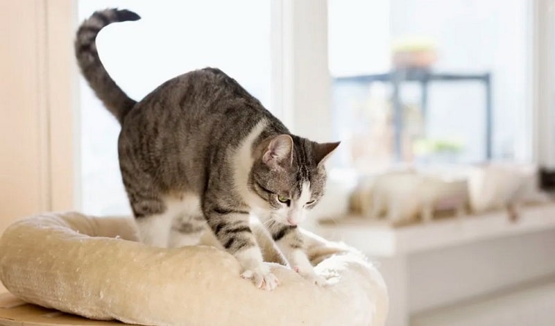 What makes cats knead?