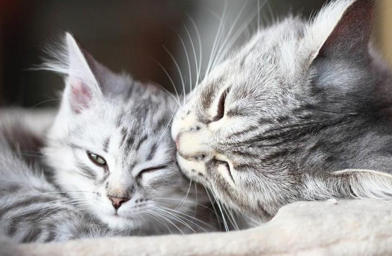 Why Is It Important That Your Cats Groom Each Other