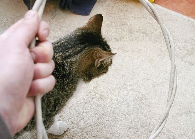 cat to jump through hoops