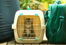 Best Cat Carriers For Nervous Travelers