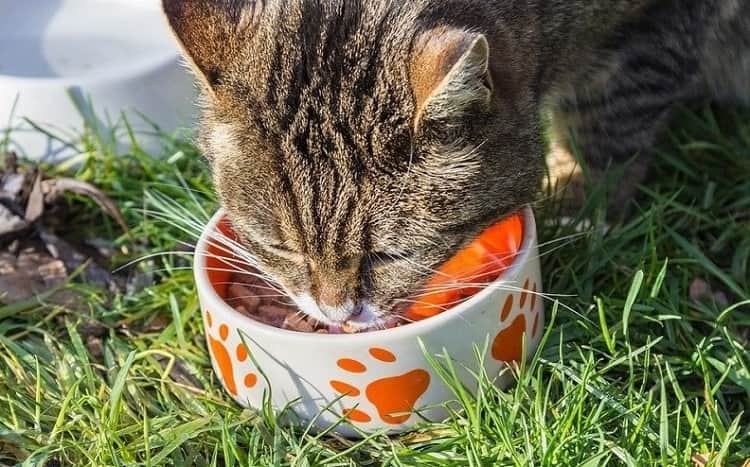 Best Cat Food for 2019