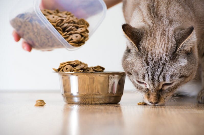 Dry Cat Food Diet