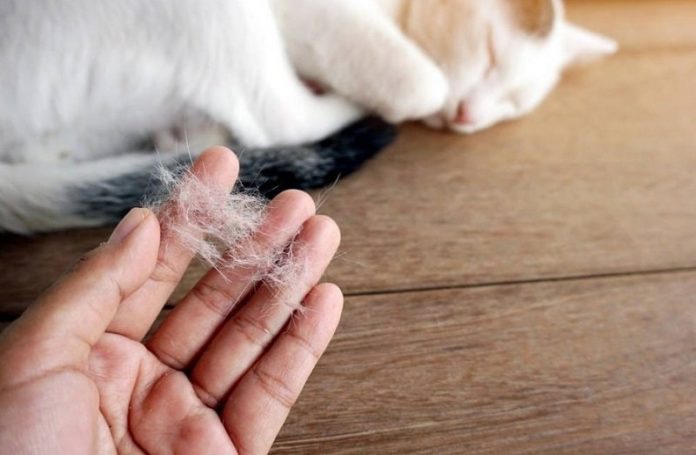 How to Get Rid Of Your Cat Hair