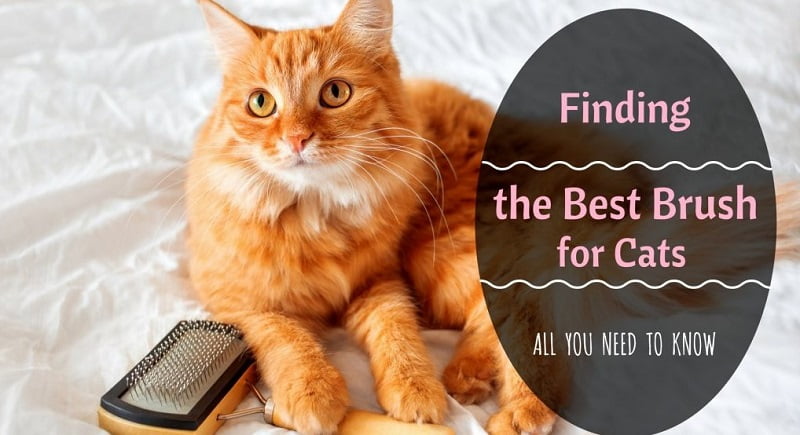Best Cat Brushes for Long-Haired Cats