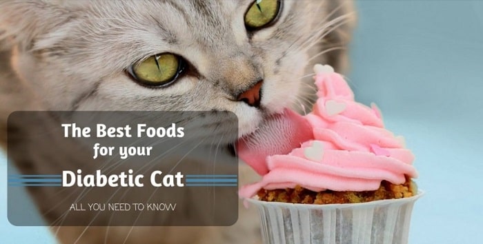 Best Foods for your Diabetic Cat