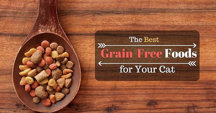 Best Grain Free Foods for Your Cat