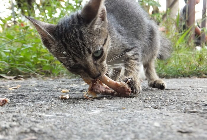 Cats Eating Chicken Bones