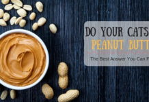 Do Your Cats Like Peanut Butter