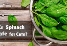 Is Spinach Safe for Cats