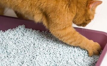 About Cat Litters