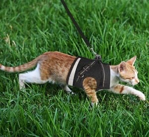 GAUTERF Dog Harness, Vest Harnesses, No-Pull Pet Harness, Adjustable Outdoor Pet Vest