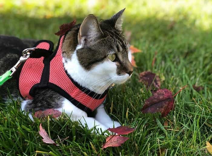 Safe and Comfortable Cat Harnesses