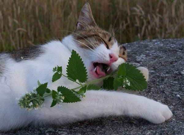 Can Cat Eat Catnip