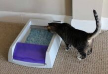 PetSafe ScoopFree Original Automatic Self-Cleaning Cat Litter Boxes