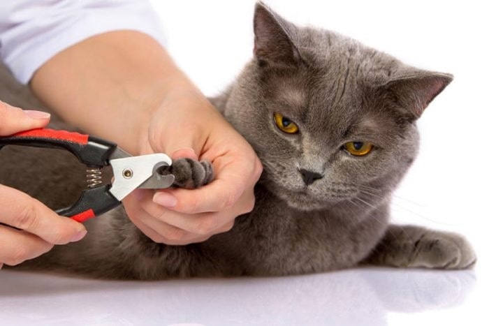 How to Cut Cat Nail